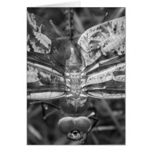 Dragonfly Wings Greeting Card