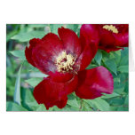 Dragons, Tigers and Peonies VI Greeting Cards
