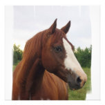 Draught   Horse Invitation