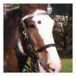 Draught   Horse Rescue Invitation