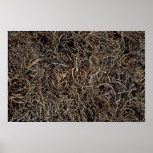 Dried beach vegetation, Trinidad Posters