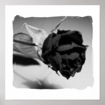 Dried Rose Photograph - Black & White Posters