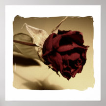 Dried Rose Photograph - Colour Poster
