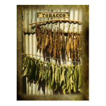 Dried tobacco leaves post card