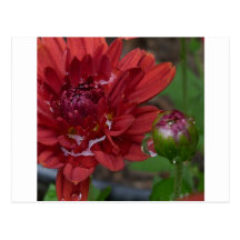 Droplets Post Cards