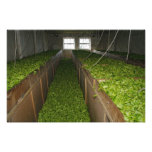 Drying tea leaves art photo