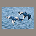 Dual Pelican Dives posters