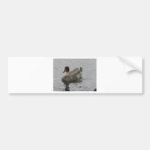 Duck Bumper Sticker