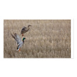 Duck Business Card
