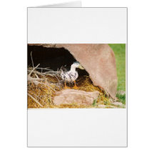 Duck Guarding Cave Cards