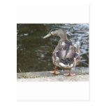 Duck Look Post Cards