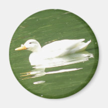 Duck on the water Magnet