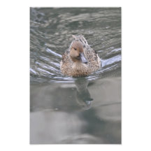 Duck - Pato Photo