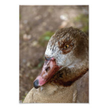 Duck Photograph