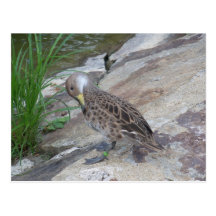 Duck Post Cards