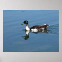 Duck Poster