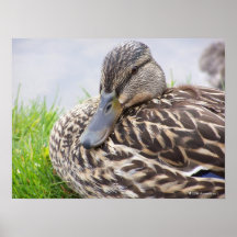 duck print