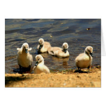 Ducklings Greeting Cards
