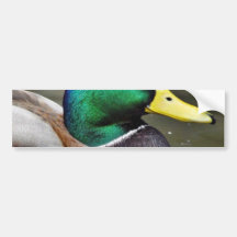 Ducks Bills Bumper Stickers