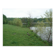 Ducks by the water post cards