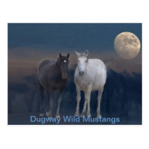 Dugway Wild Mustangs Postcards