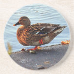 Dusk Duck Beverage Coasters