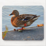 Dusk Duck Mousepads