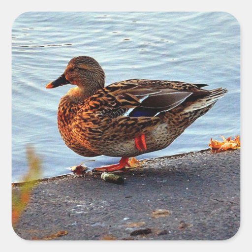 Dusk Duck Stickers