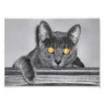 Dusky Gold Photo Print