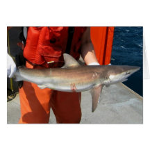 Dusky shark cards