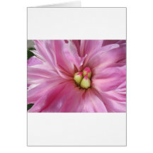 Dusty Pink Peony Bloom Cards