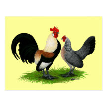 Dutch Bantams:  Cream Light Brown Post Card