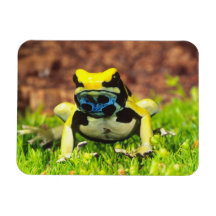 Dyeing Poison Frog, Dendrobates tinctorius, Magnets