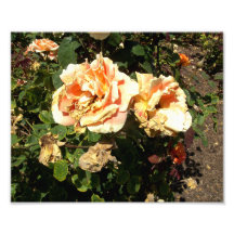 Dying Orange Roses Photo