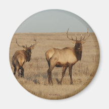 E0001 Bull Elk Fridge Magnet