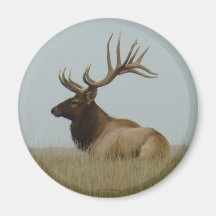 E0005 Bull Elk Refrigerator Magnets