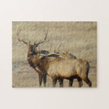 E0024 Bull Elk Jigsaw Puzzles