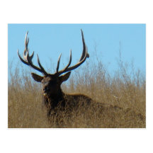 E0026 Bull Elk Post Card