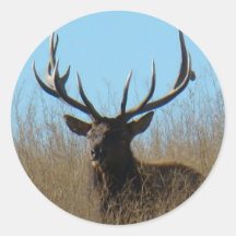 E0026 Bull Elk sticker