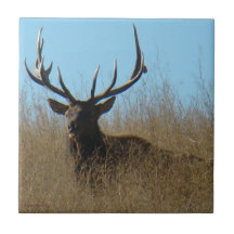 E0026 Bull Elk Tiles