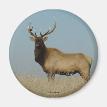 E0043 Bull Elk magnet
