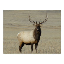 E0046 Bull Elk Post Cards