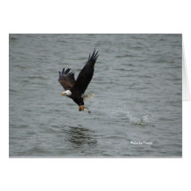 Eagle catching a fish greeting card