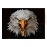 eagle greeting cards