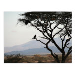 Eagle Owl Silhouette Post Cards