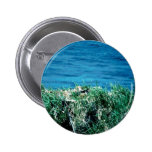 Eagle Pinback Button