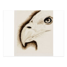 Eagle Post Card