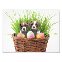 Easter boxer puppies photo print