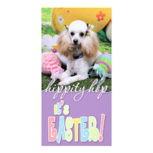 Easter - Poodle - Dolly Photo Cards
