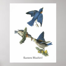 Eastern Bluebird, John Audubon Posters